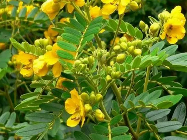 Latest Telugu news : Bathukamma – బతుకమ్మ పువ్వుతో ఆరోగ్య ప్రయోజనాలెన్నో..