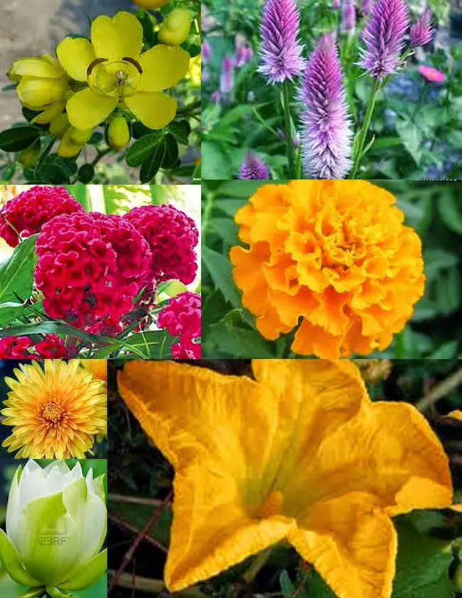 Bathukamma - బతుకమ్మ పువ్వుతో ఆరోగ్య ప్రయోజనాలెన్నో..