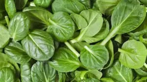 Spinach–బచ్చలి కూరలో బోలెడన్ని విటమిన్లు