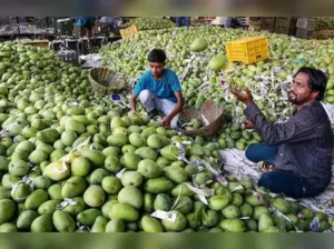 Chittoor-మామిడి రైతులకు రూ.480 కోట్లు బకాయిపడ్డ పల్ప్ ఫ్యాక్టరీలు