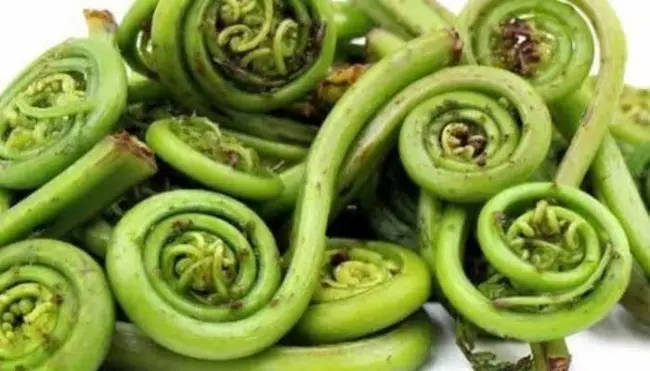   Lingad - ఈ కూర‌గాయ‌లో పోష‌కాలు అనేకం..