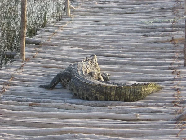 Telugu News: Crocodile: జనావాసాల్లో మొసలి పిల్ల హల్‌చల్.. ఎక్కడంటే?