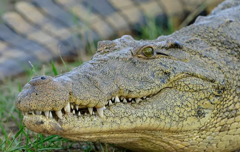 Crocodile