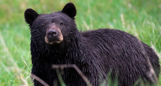 Telugu News: Asifabad District: ఎలుగుబంటి దాడిలో దంపతులు మృతి