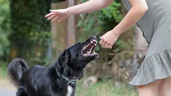 News Telugu: Rabies:కుక్క కాటు.. రేబిస్ వచ్చే అవకాశం ఉన్న 6 ముఖ్య లక్షణాలు