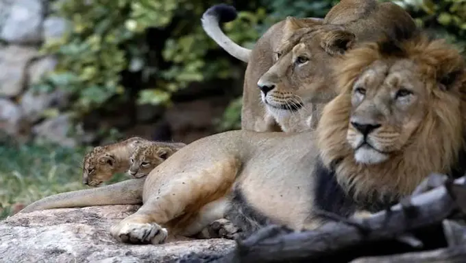 Latest News: Bangkok Zoo – పర్యాటకుల ముందే జూ కీపర్ ను చంపేసిన సింహాలు