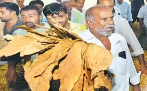 Tobacco Purchase – పొగాకు కొనుగోళ్లు పూర్తవ్వాలి