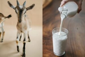 మేక పాలు అలెర్జీ సమస్యల కోసం తాగటం మంచిద ?