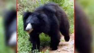 పెట్రోపావ్‌లోవ్‌స్కీ-కామ్చాటీస్కీలో ఎలుగుబంటి దాడి