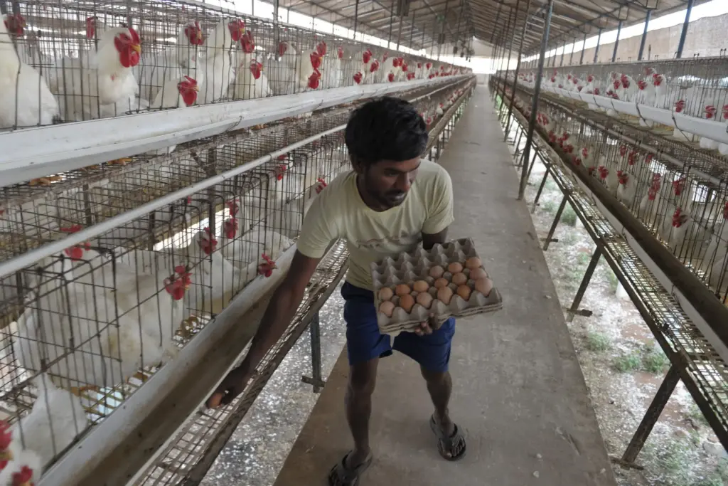 Indian poultry