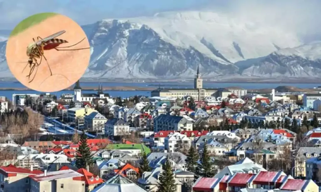 Telugu News: Western Iceland:  ఐస్‌లాండ్‌లో దోమలు..కొనసాగుతున్న అన్వేషణ