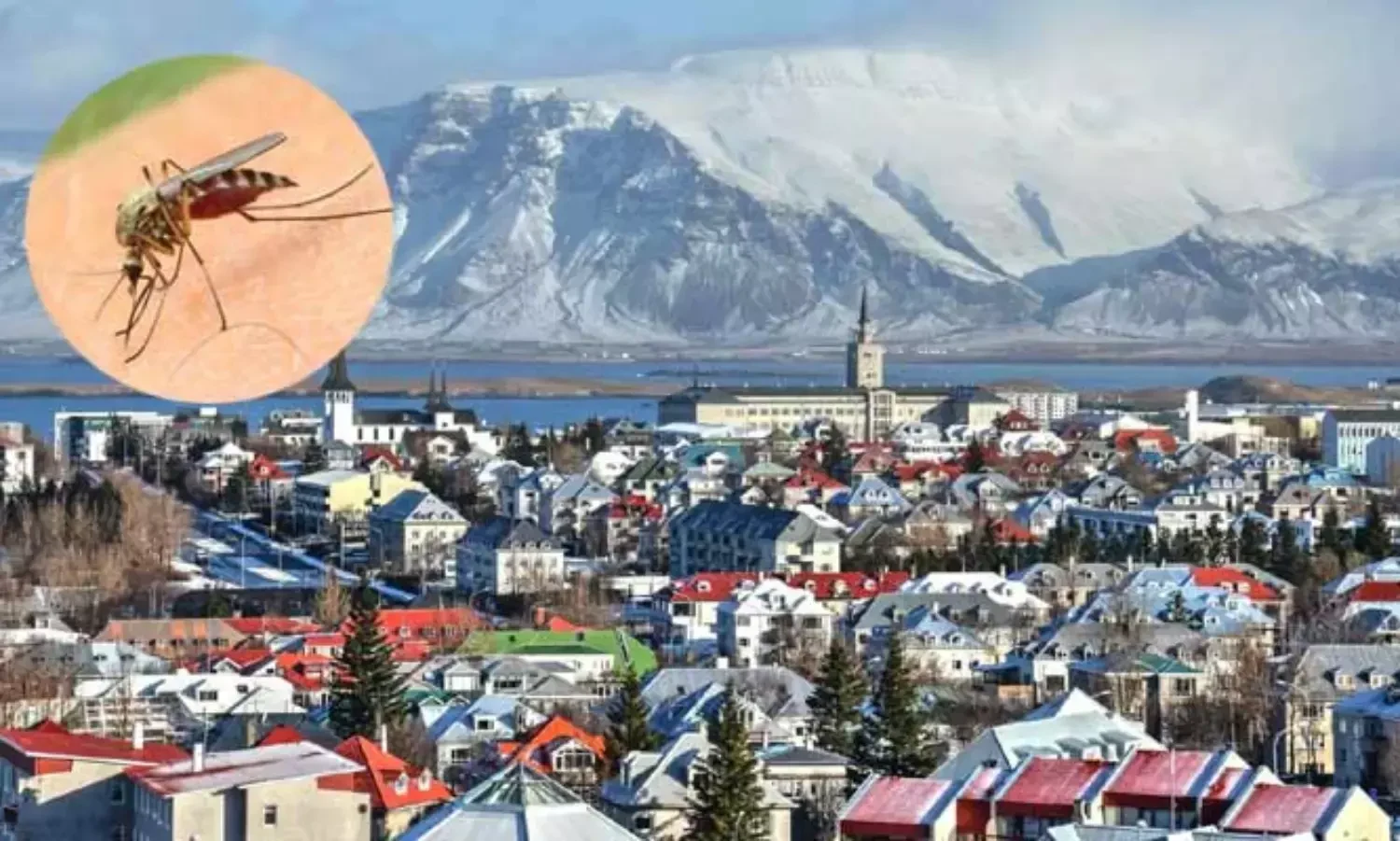 Western Iceland:  ఐస్‌లాండ్‌లో దోమలు..కొనసాగుతున్న అన్వేషణ