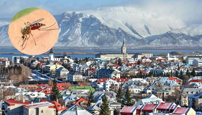 Telugu News: Iceland: ఐస్‌లాండ్‌లో కనిపించిన  దోమల పై శాస్త్రవేత్తలు ఏమన్నారంటే..