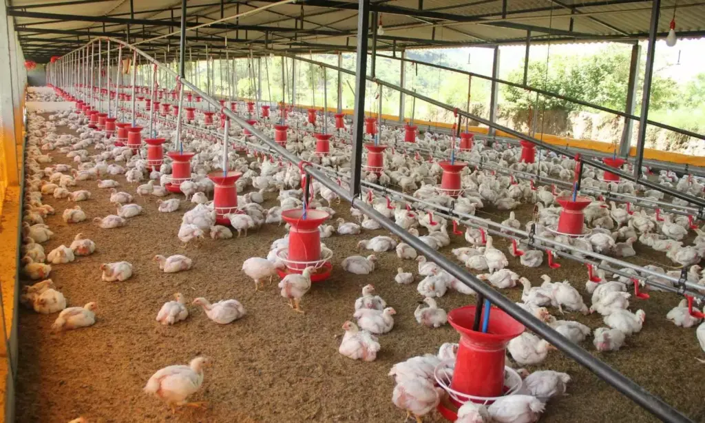 Telugu News: AP: చికెన్ దుకాణాలకు లైసెన్సులు