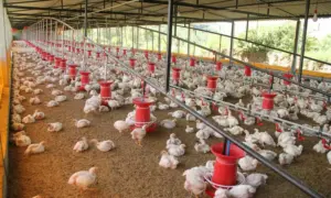 చికెన్ దుకాణాలకు లైసెన్సులు