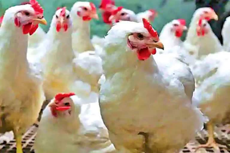 Latest news: Poultry: చికెన్ దుకాణాలకు లైసెన్సులు