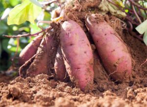 స్వీట్ పొటాటో తింటున్నారా?