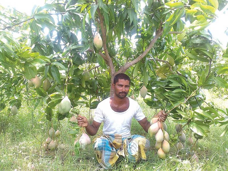 Breaking News – Totapuri Mango : తోతాపురి మామిడి రైతులకు గుడ్ న్యూస్