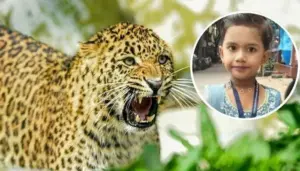 చిరుత దాడి లో ఆరేళ్ల చిన్నారి మృతి