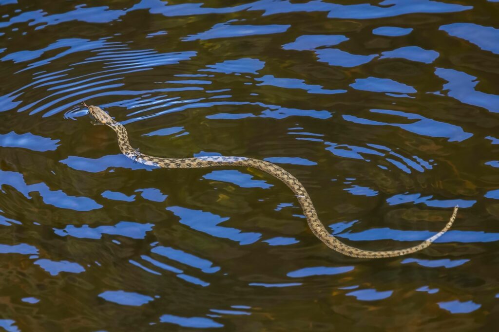 Telugu News: Visakhapatnam: భారీ వర్షాలకు ఇండ్లలోకి చేరుతున్న పాములు