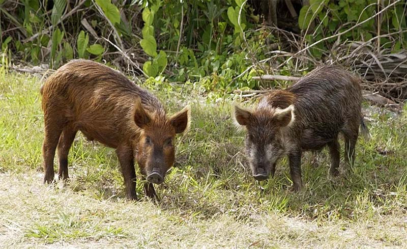 Wild Boars : అడవి పందులను చంపి తినేందుకు అనుమతివ్వాలి – కేరళ మంత్రి