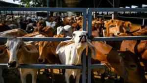 మీ వద్ద ఆధారాలు ఉంటే ఇవ్వండి: డిఎస్పీ