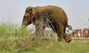 ఏనుగుతో పిచ్చి వేషాలా..మీరేం మనుషులు !