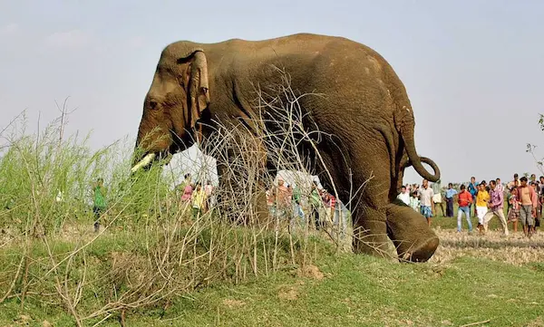 Latest Telugu News: West Bengal: ఏనుగుతో పిచ్చి వేషాలా..మీరేం మనుషులు !