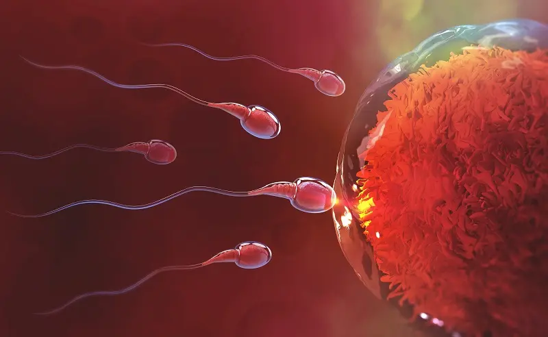 Latest Telugu News: Fertility: సంతాన లేమికి  కారణాలు.. పరిష్కారాలు ..