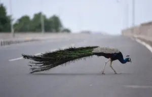 ఛీ..ఛీ..మీరేం మనుషులు