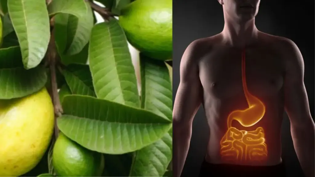 Telugu News:Guava Fruit:జామతో కొలెస్ట్రాల్ నియంత్రణ: గుండెకు రక్షణ!