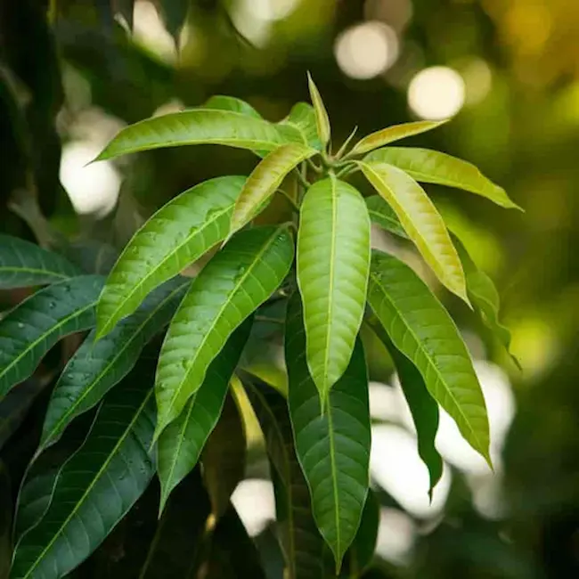 Mango Leaves : మామిడి ఆకుల‌తో ఎన్నో లాభాలు.. 