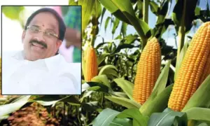 మద్దతు ధరకు మొక్కజొన్న కొనుగోలు