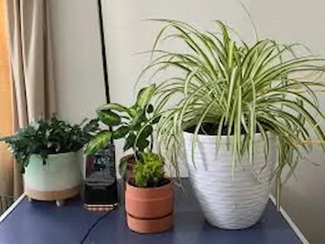 Air Purifying Plants