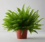 Air Purifying Plants