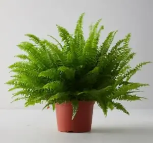 గాలిని శుభ్రం చేసే మొక్క‌లు ఏమిటో తెలుసుకుందాం ..