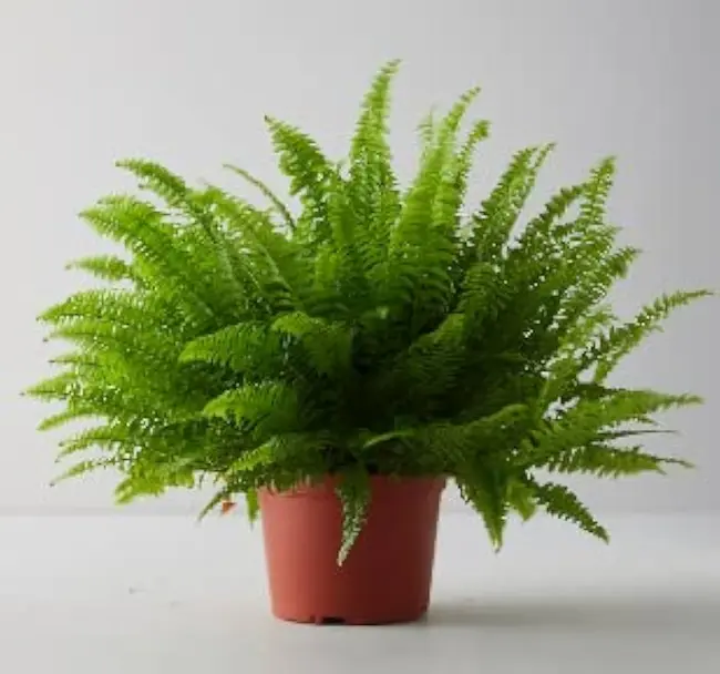 Latest Telugu News : Air Purifying Plants : గాలిని శుభ్రం చేసే మొక్క‌లు ఏమిటో తెలుసుకుందాం ..