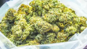 21 కేజీల గంజాయి స్వాధీనం నిందితుడు అరెస్ట్