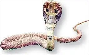 ఏడాదిన్నర చిన్నారి పాము కాటుతో మరణం