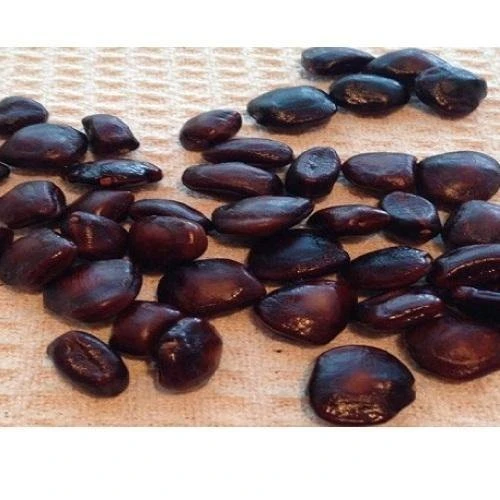 Tamarind seeds