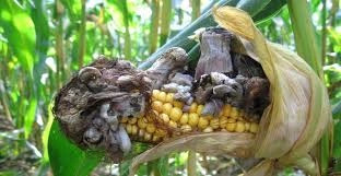 Telugu News: Crop protection :భారీ వర్షాల తర్వాత పంట సంరక్షణ చిట్కాలు