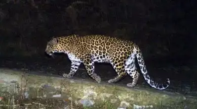 Leopard Attack Maharashtra
