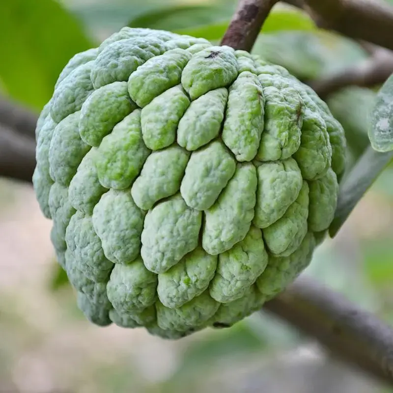Custard Apple