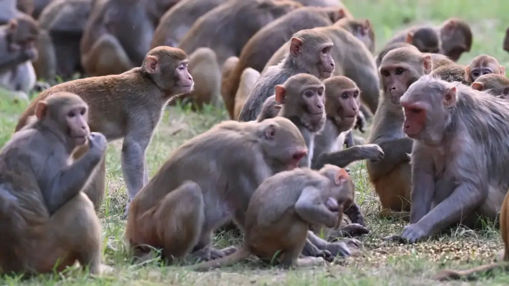 Latest News: Prayagraj: డబ్బు వర్షం కురిపించిన కోతి