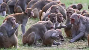 డబ్బు వర్షం కురిపించిన కోతి