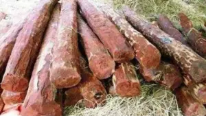 తిరుపతి టూ ఢిల్లీ ఎర్ర చందనం స్మగ్లింగ్