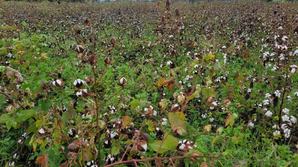 Telugu News: TG: పత్తి రైతులు దిగులు చెందొద్దు