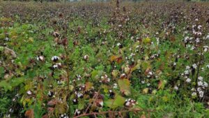 పత్తి రైతులు దిగులు చెందొద్దు