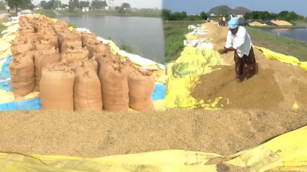 Money in farmers' accounts within hours of grain collection