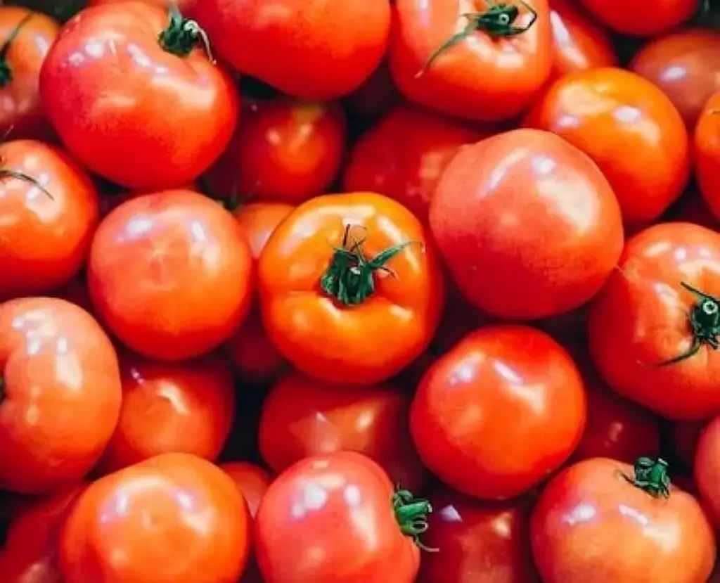 Tomato prices are steadily increasing